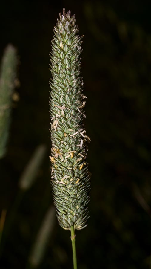 Phalaris aquatica  / Scagliola bulbosa